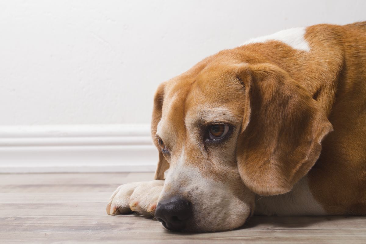 Juguete de enriquecimiento para mascota