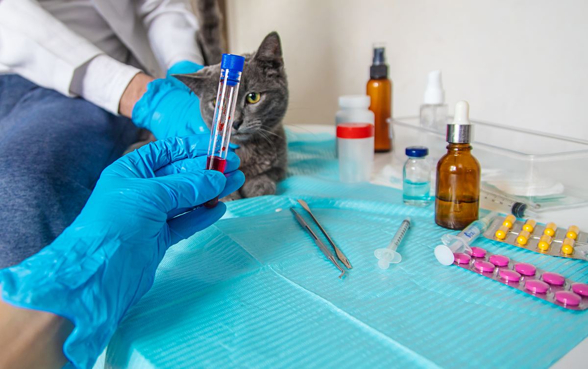 Gato en evaluación clínica para apoyo digestivo