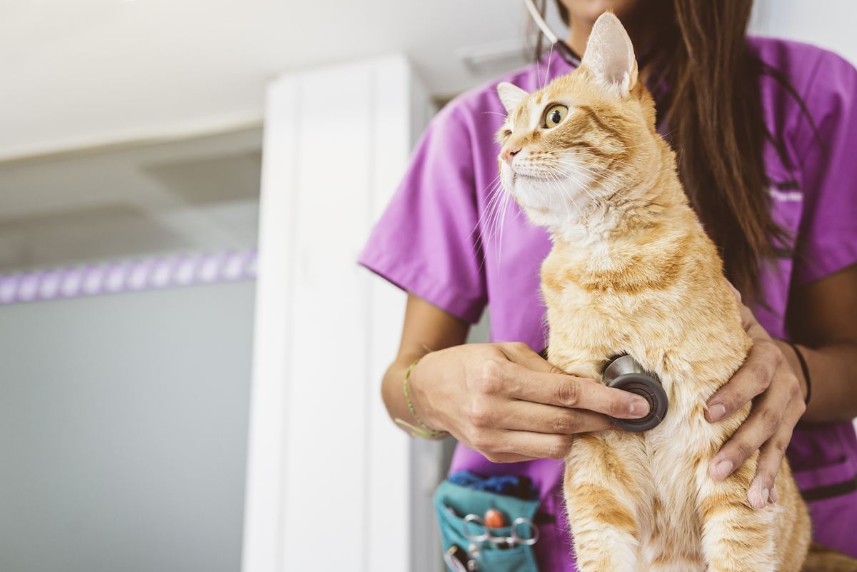 Gato en revisión veterinaria para higiene preventiva