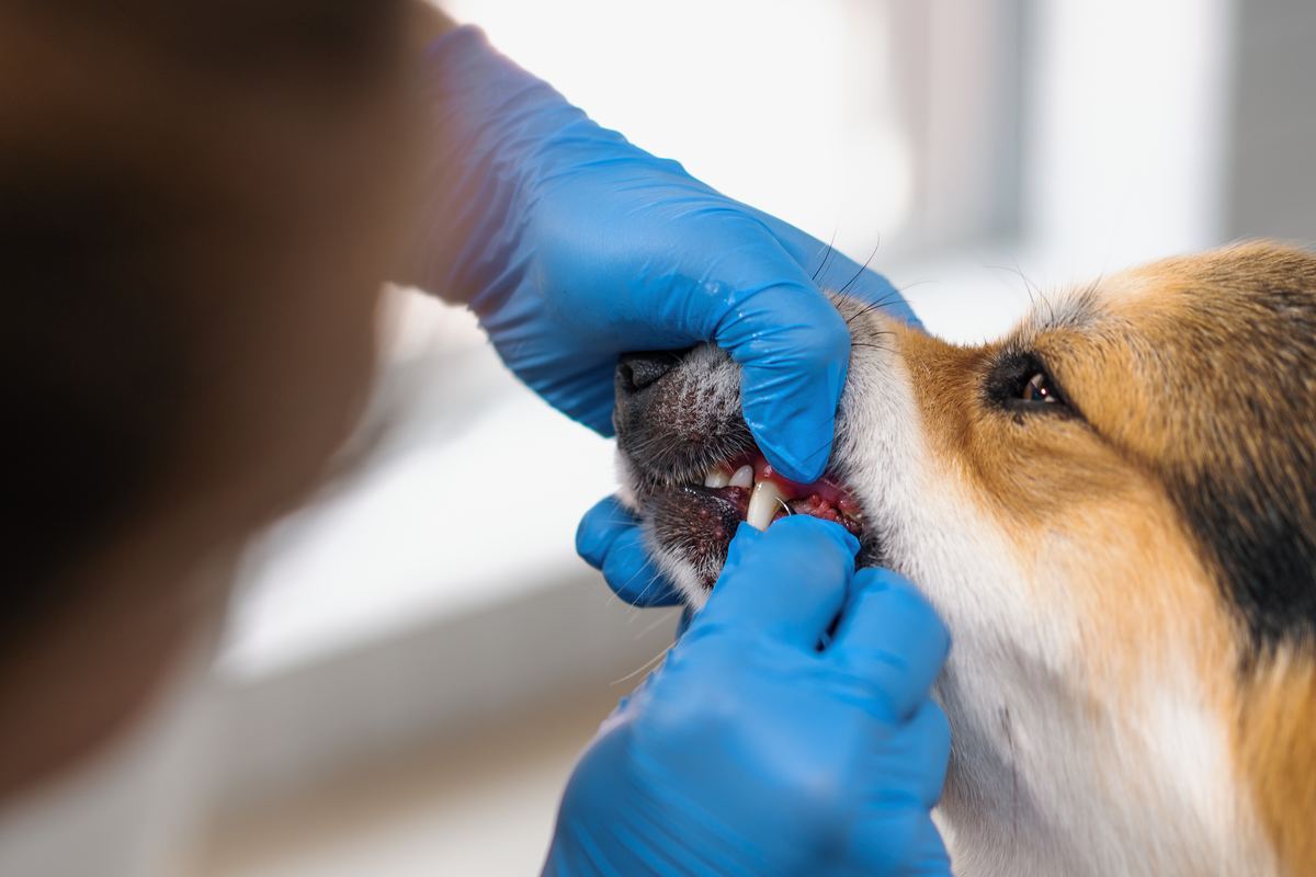 Snack dental para perro