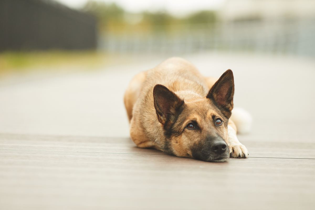Alimento veterinario para perro