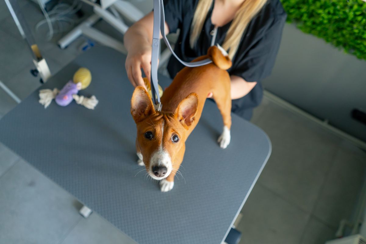 Shampoo dermatologico para mascota
