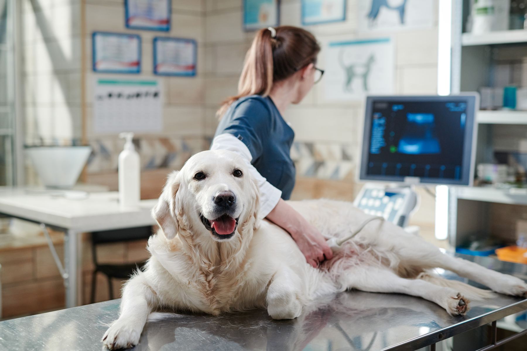 Perro adulto en clínica para cuidado senior