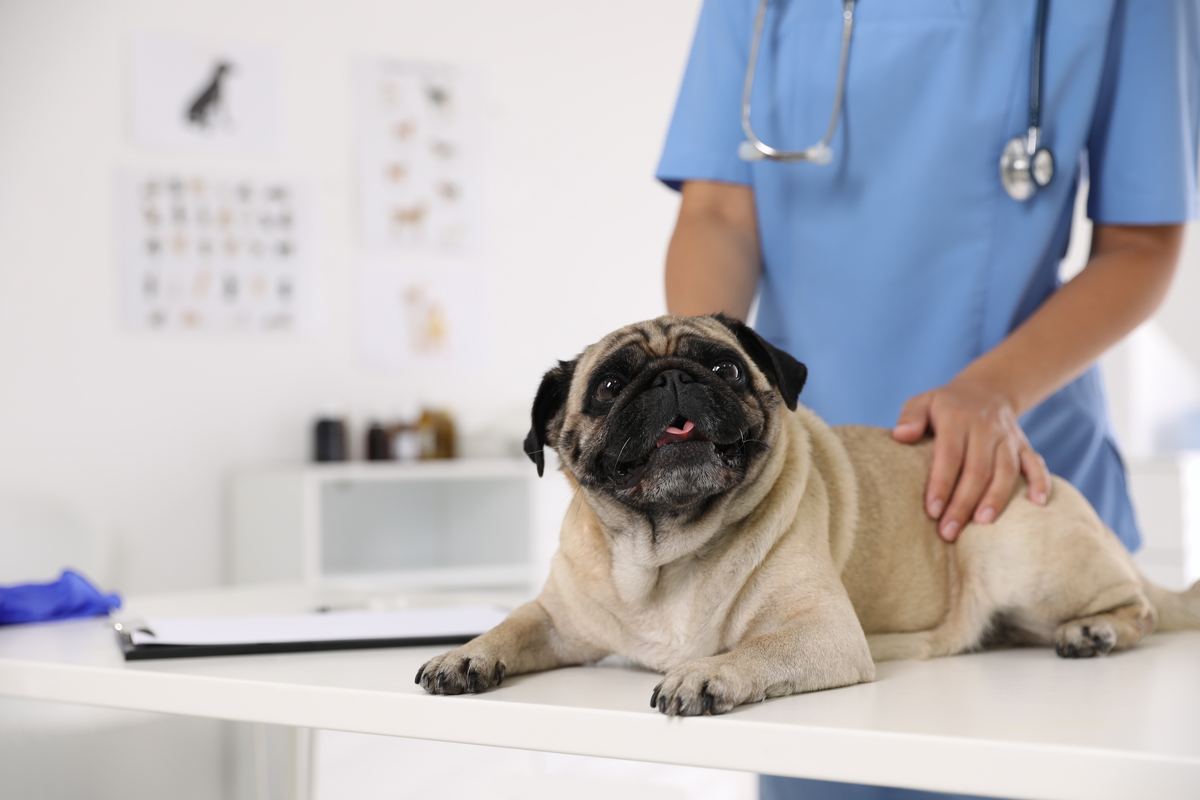 Producto preventivo para mascota